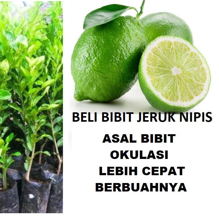 "New" Bibit Tanaman Pohon Jeruk Nipis Bibit Jeruk Nipis Bibit Nipis