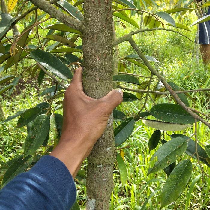 Pesona_Mimin Central Bibit Unggul Dongkelan Musangking,Bawor,Duri Hitam Kaki 3