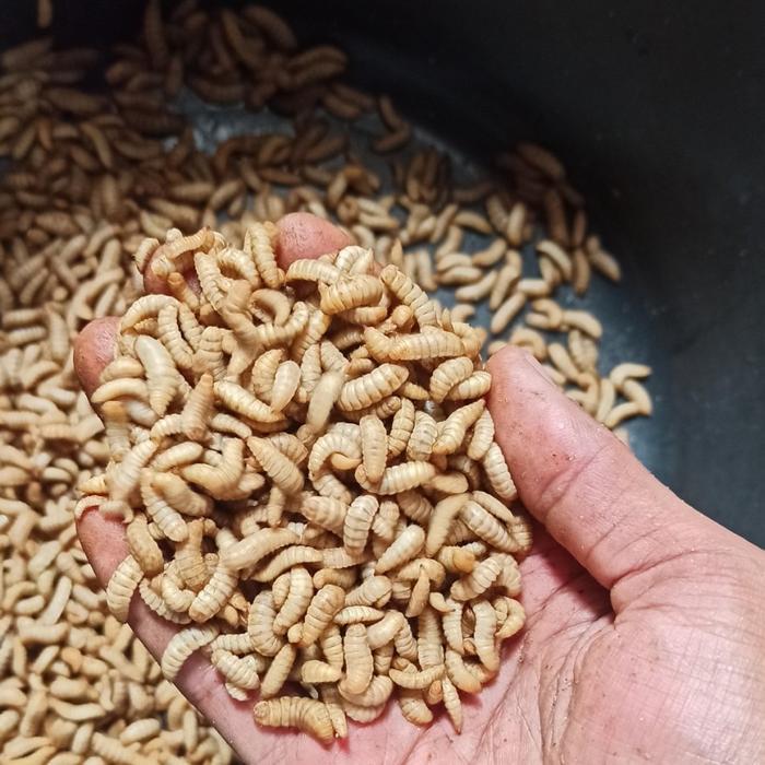 maggot fresh hidup 1 kg pakan ikan dan ayam