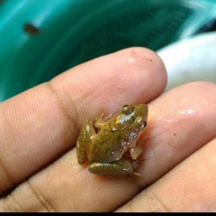 Kodok Sawah Hidup Katak Sawah Pakan Ikan Arwana dan Predator