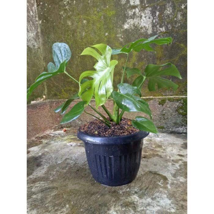 Koralineshop Tanaman Hias Monstera Deliciosa - Monstera Deliciosa King