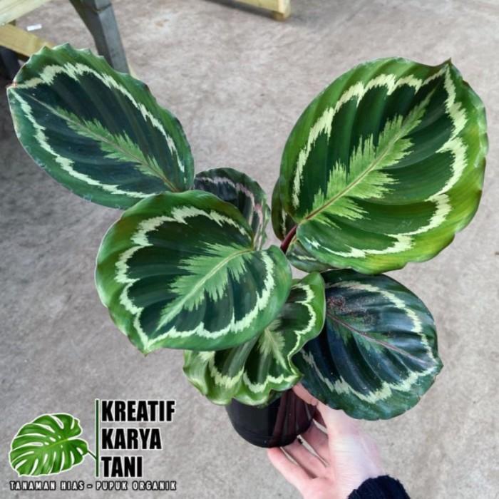 Swaylineshop Tanaman Hias Calathea Medalion - Calathea Medalion