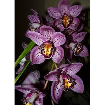 Anggrek cymbidium ungu hibrid-Tanaman hias hidup-Bunga hidup-Bunga hias-Bunga Anggrek-Anggrek