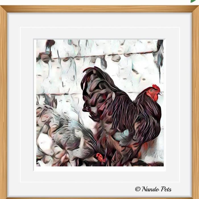 prebiotik Ayam Brahma Asli Original readyyy