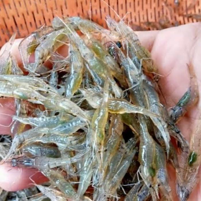 udang hidup pakan ikan