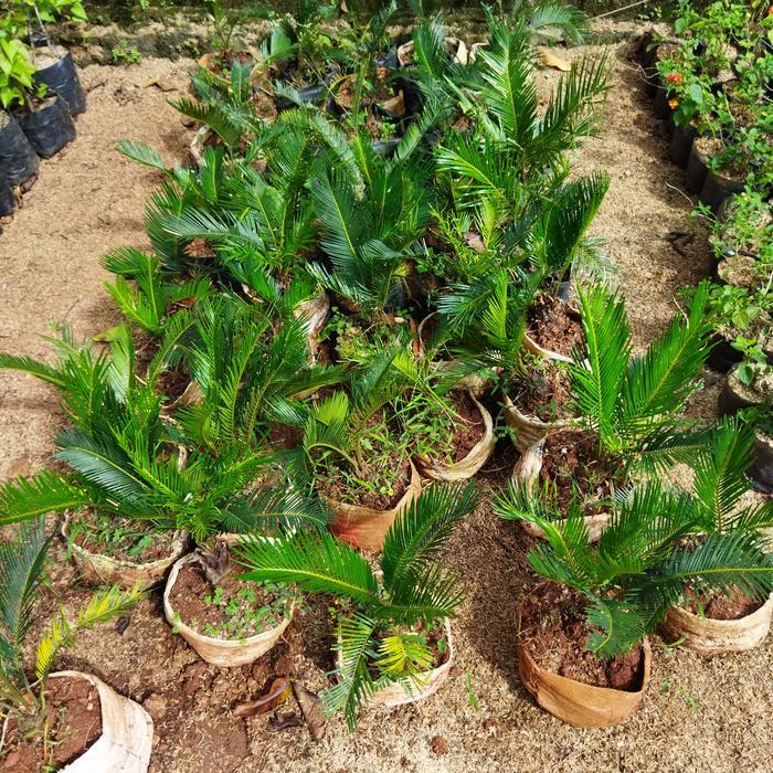 Bisa E-Faktur Tanaman Hias Pohon Palem/Palm Sikas Atau Serit