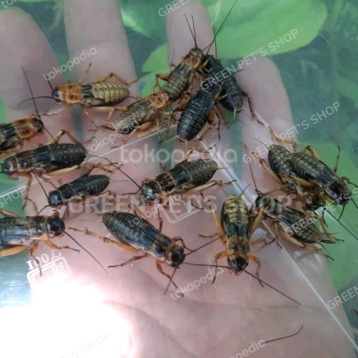 Jangkrik Hidup Pakan Burung, Reptile, Ikan, Dsb