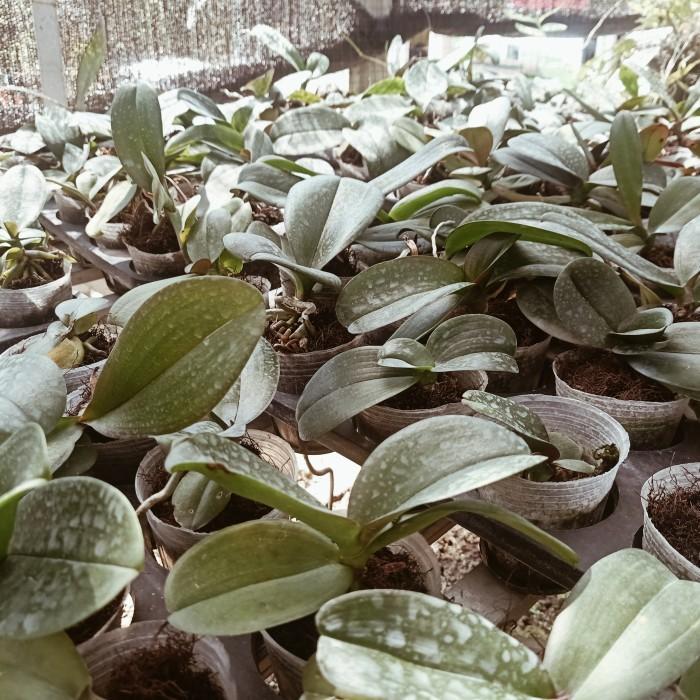 Thebest- Remaja Anggrek Bulan Phalaenopsis Hybrid Warna Koleksi Bibit Bunga