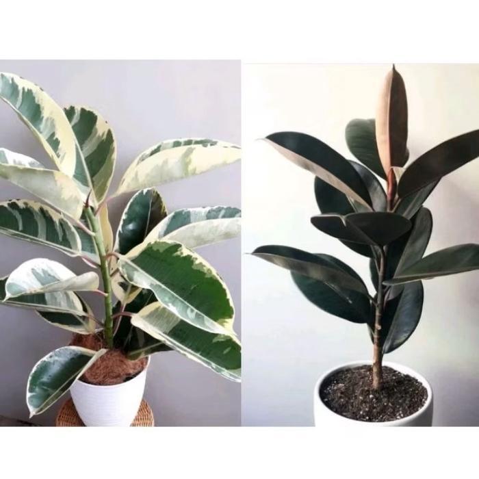 Paket 2 Tanaman hias karet kebo varigata & merah 80cm - Karet kebo ficus elastica - Pohon karet kebo
