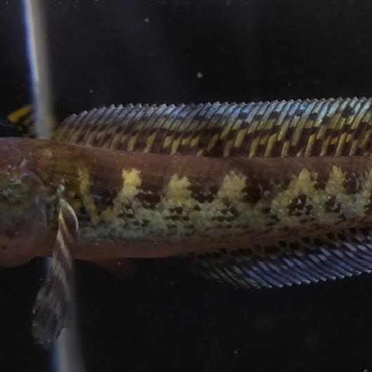 Baby Channa Auranti 13-14Cm. Sudah Mangap2