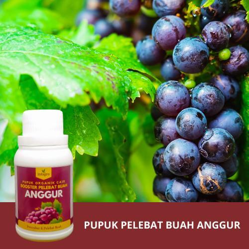 Little_Little_ Pupuk Buah Anggur Pupuk Pelebat Buah Anggur / Pupuk Anggur Cepat Berbuah Besar