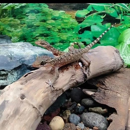BIGSALE CICAK BATU (CYRTODACTYLUS MARMORATUS)