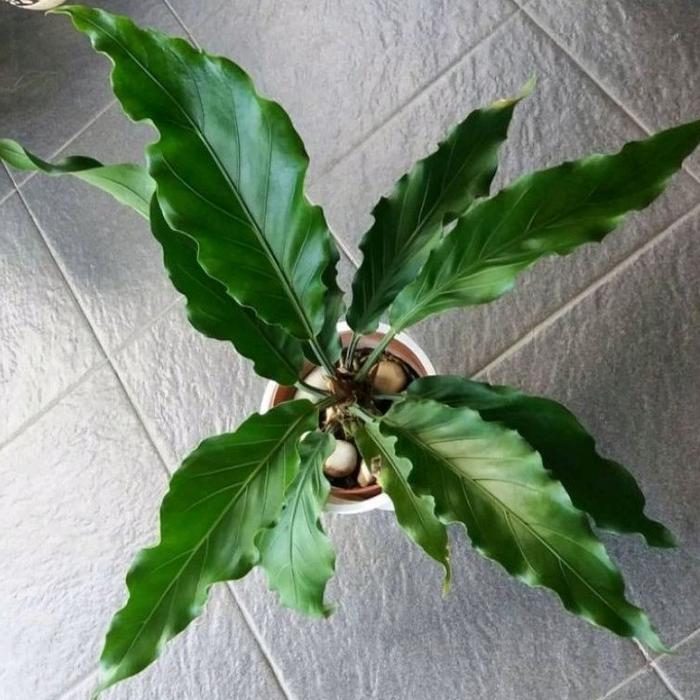 Tanaman Hias Anthurium Gelombang Cinta Wife Of Love / Tanaman Hidup Antorium Gelombang Cinta Bunga
