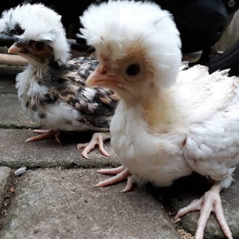 Ayam Polan - Ayam Polandia 3 warna readyyy