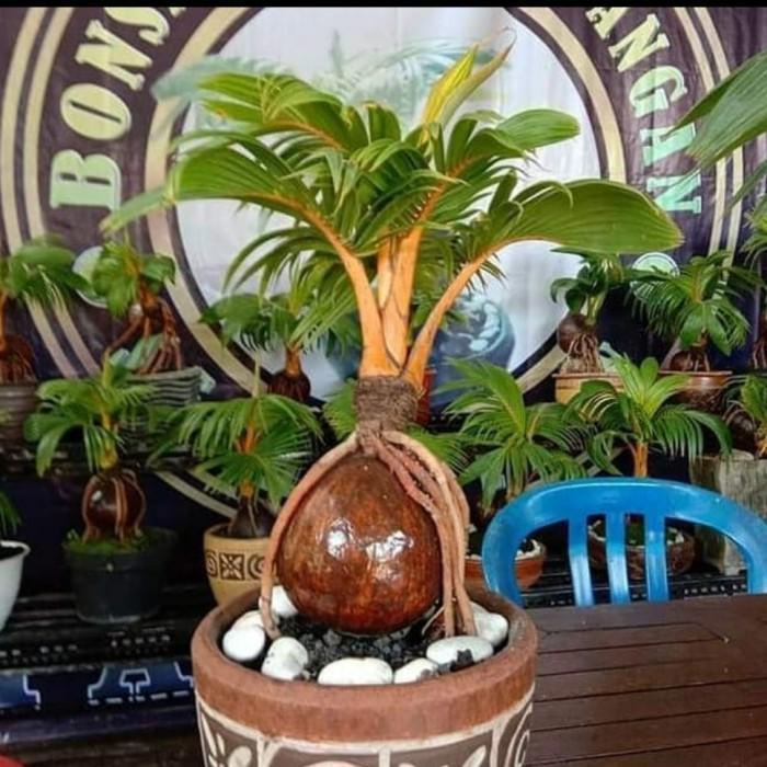 tanaman hias kelapa bonsai/bibit pohon kelapa bonsai termurah