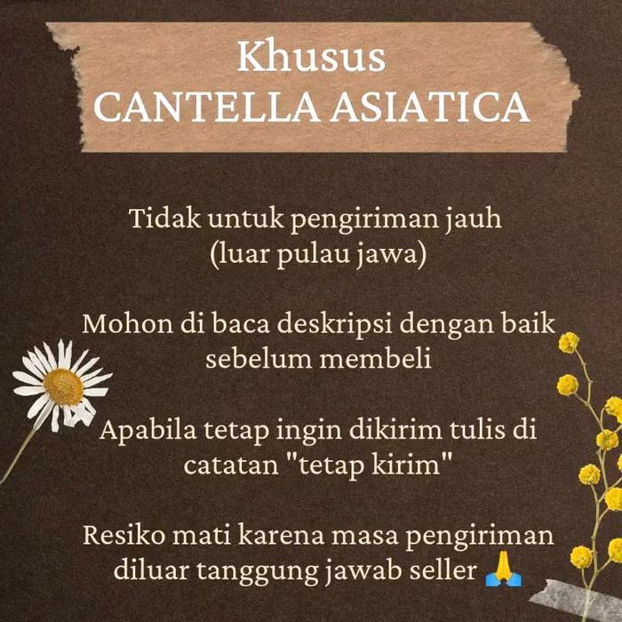 Paket Big Vas Dmj 17 model aesthetic paket Tanaman hias indoor