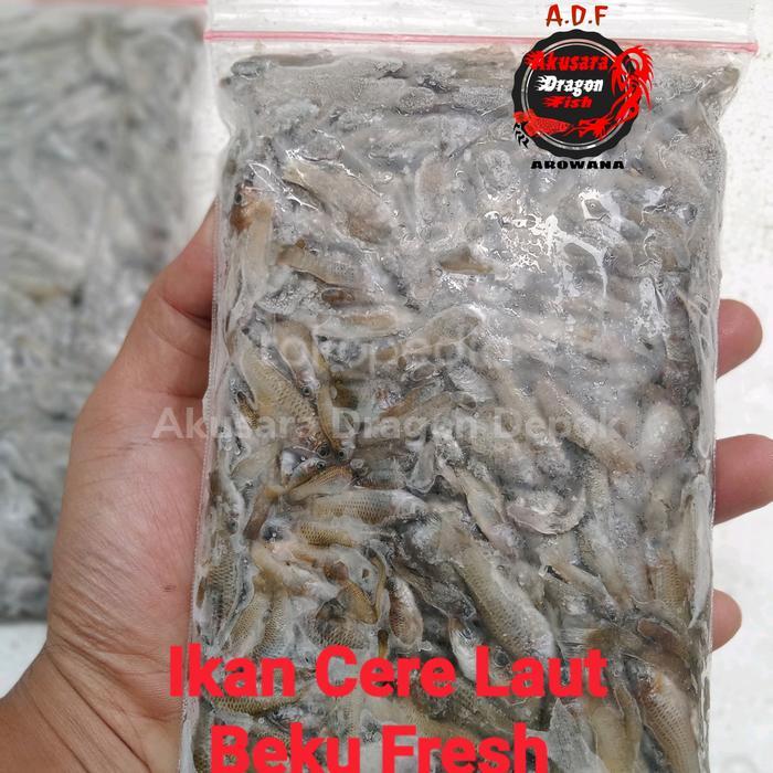 Ikan Cere Laut Beku Fresh Pakan Ikan Predator