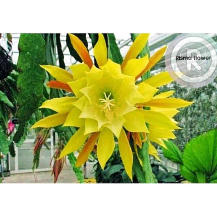 Tanaman hias pohon Wijaya Kusuma Bangkok California / bunga Wijaya Kusuma besar / Wijaya Kusuma