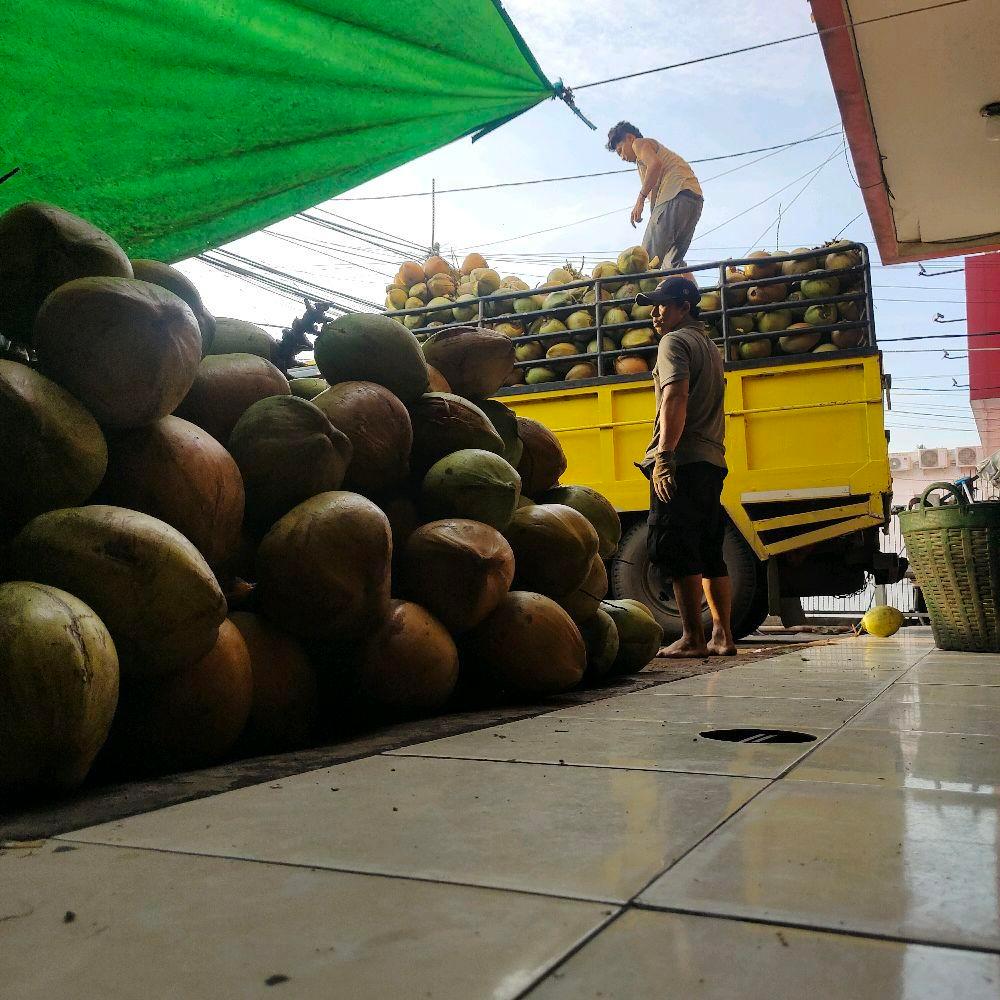 Kelapa Muda Gelondongan Belum dibuka, Harga Grosir