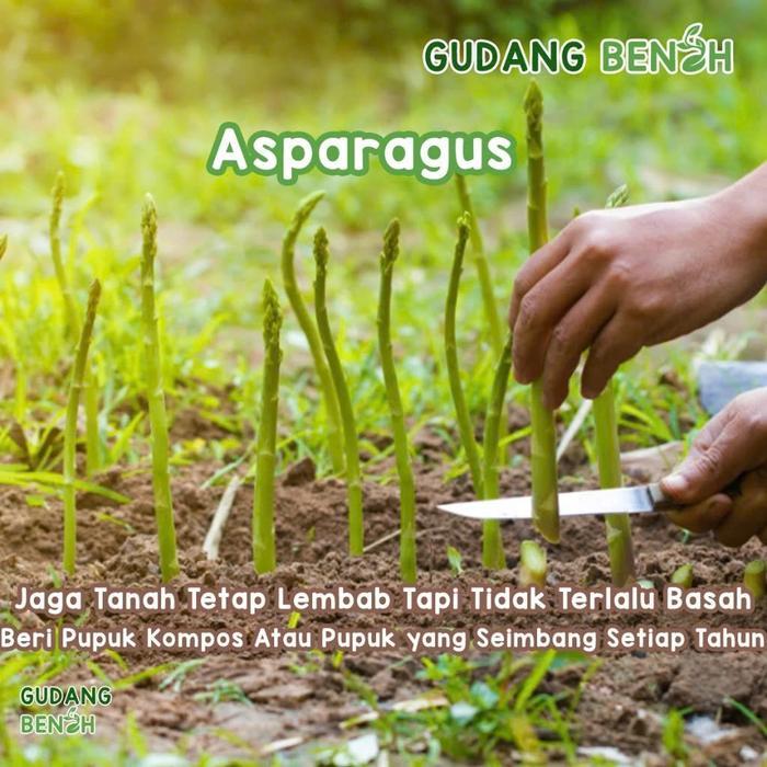 Swaylineshop (Beli 3 Gratis 1) 50+ Benih Biji - Asparagus F1 Varietas Uc800 - Terbukti Panen