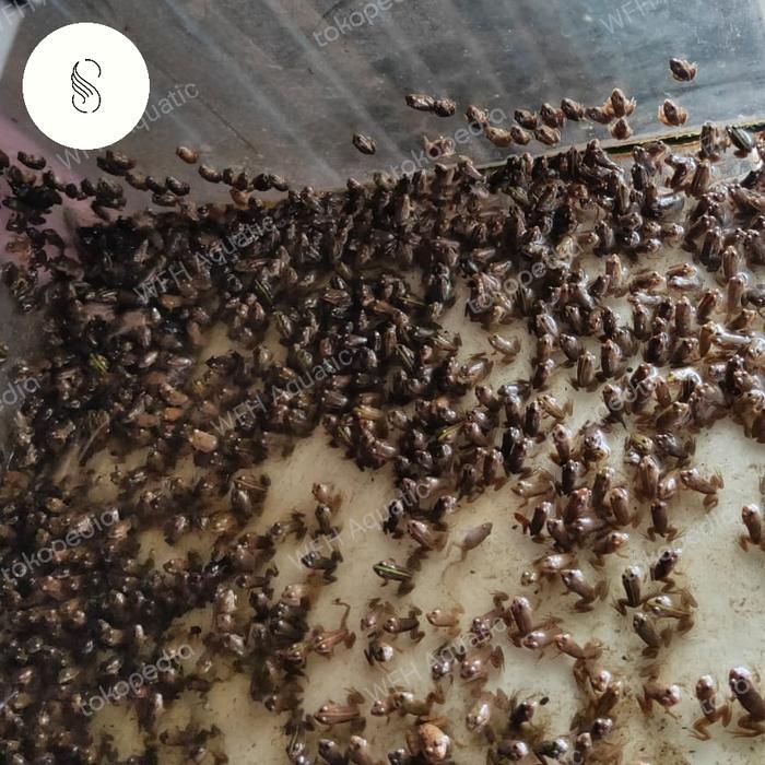 kodok pakan ikan predator kodok air pakan ikan arwana chana Oscar dll