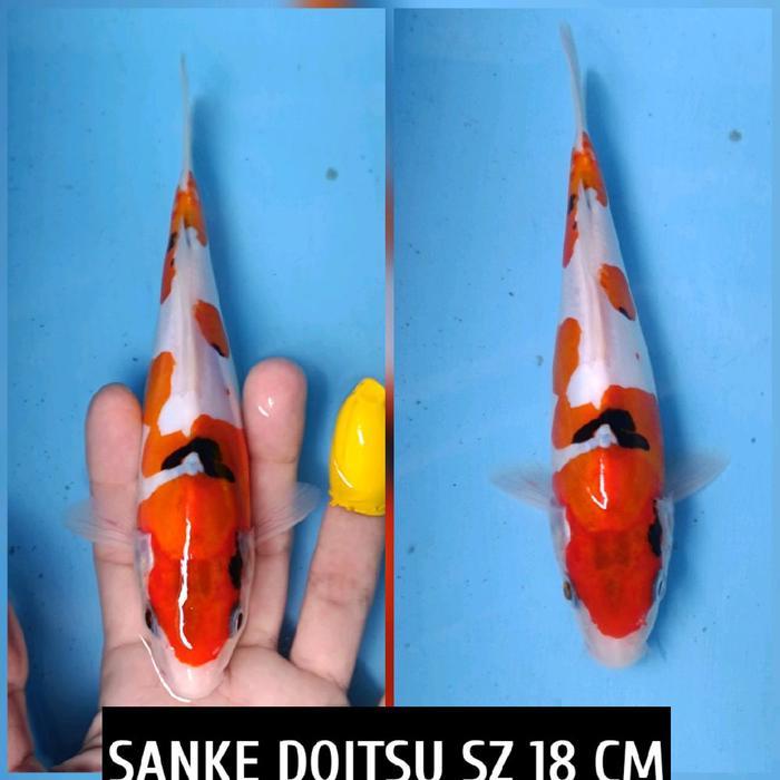 TEREMURAHTERLARIS READY SILAHKAN DIORDER KOI BLITAR SHOWA DOITSU READY KUJAKU SANKE KOHAKU CHAGOI