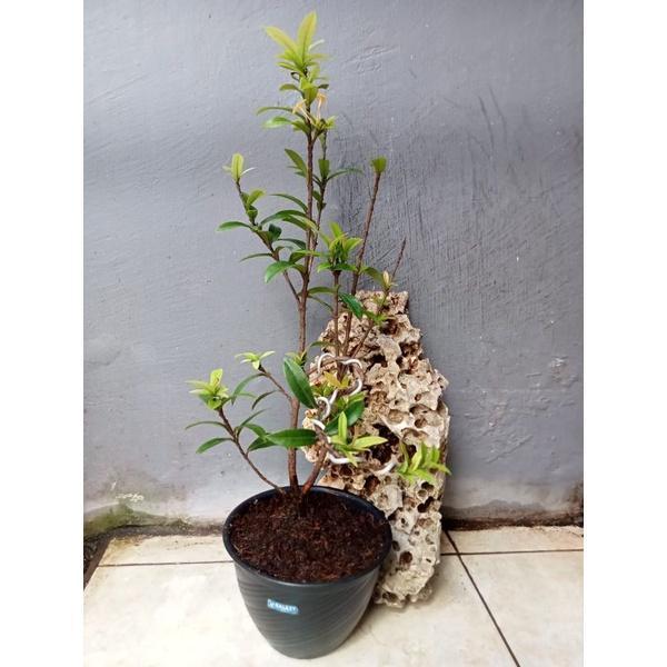 Terlaris Bonsai Asoka Micro Bunga Warna Kuning Murah TANBULAPOT