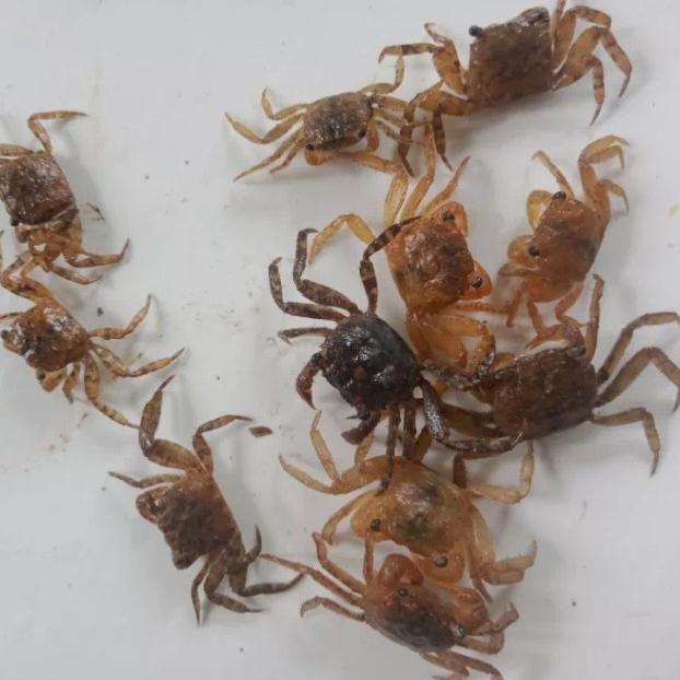 kepiting sawah/yuyu sawah pakan ikan arwana-predator-reptil