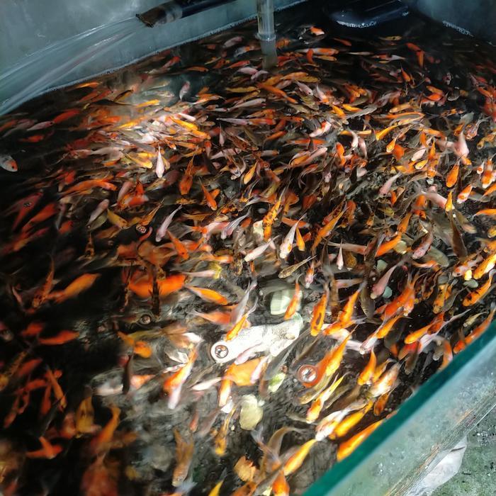 ikan mas pakan ikan predator anak ikan mas 1L ikan mas bibit per liter