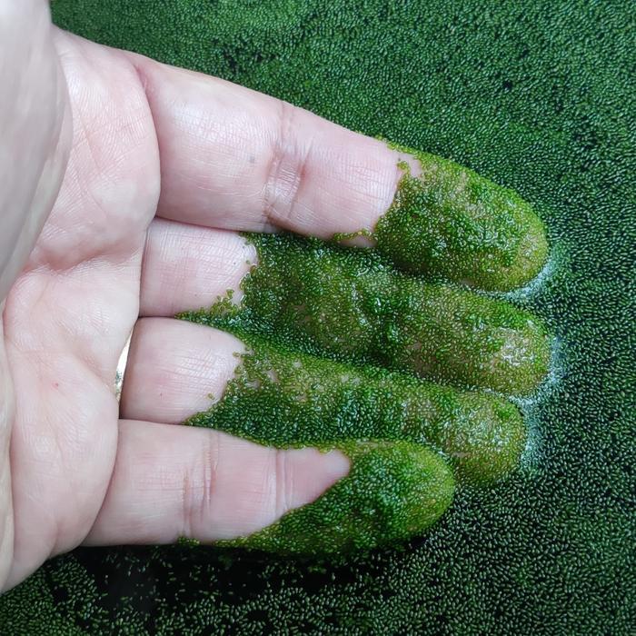 Wolfia tanaman air pakan ikan hias