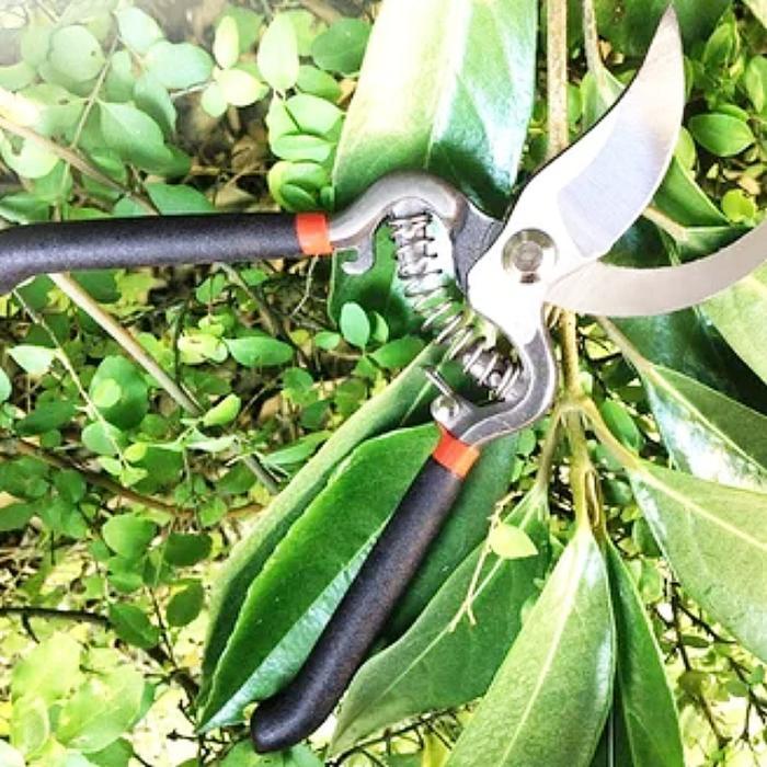 gunting dahan ranting bonsai promo gunting dahan ranting