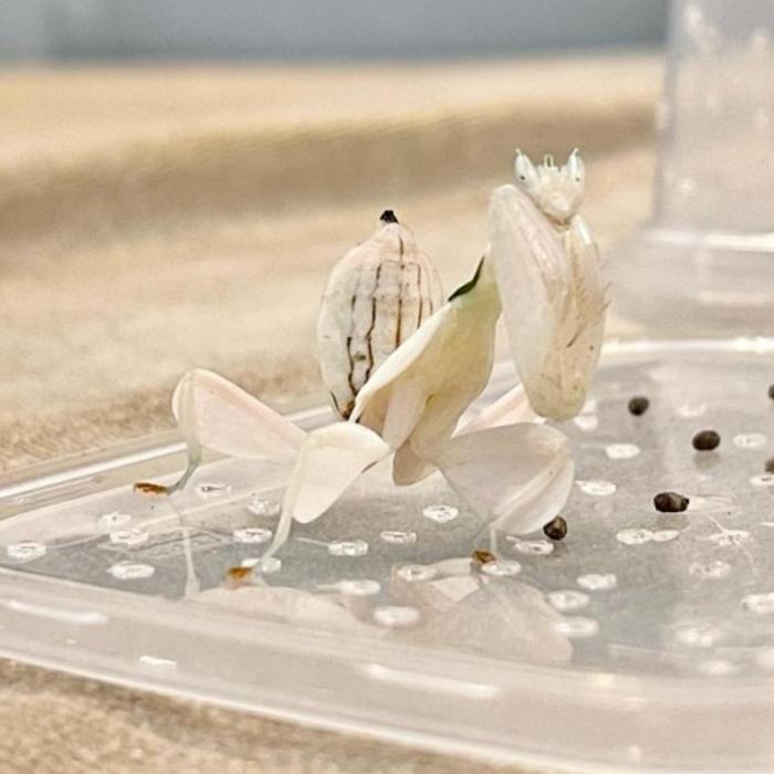 NEW PRODUCT ORCHID MANTIS ( BELALANG SEMBAH ANGGREK )
