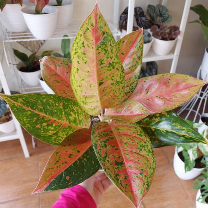 TERMURAH Aglonema Bigroy Dewasa Tanaman Hias Aglaonema Big Roy Besar / Bunga Hias Aglonema Bikroy