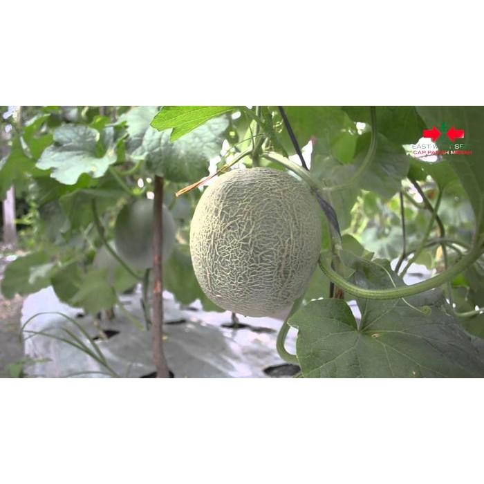 "New" Benih-Bibit Melon Gracia F1 (Cap Panah Merah)