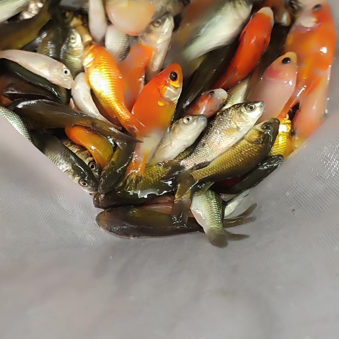 ikan mas pakan ikan predator