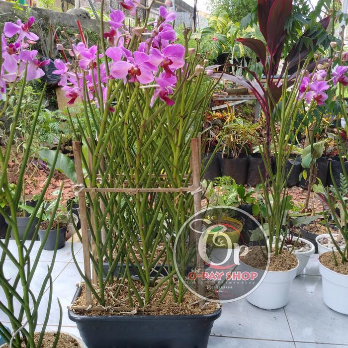 NEWW anggrek tanah vanda douglas