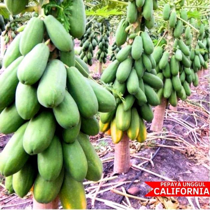 Little_Little_ Benih Biji Pepaya California/Ipb-9 Kemasan 1 Gram Bibit Kates Kalifornia (Isi 60 Biji