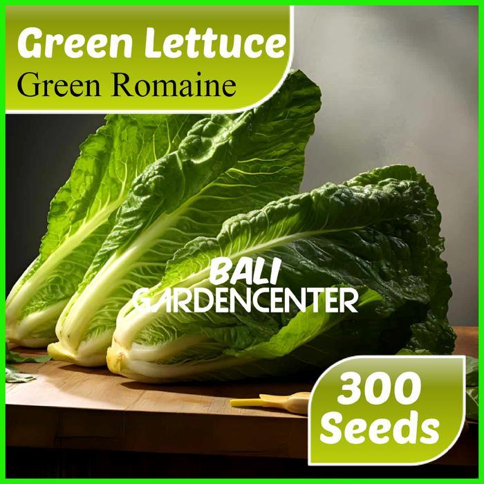 Benih Biji Selada Hijau Romaine - Green Romaine
