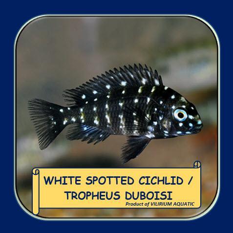 TEREMURAHTERLARIS READY SILAHKAN DIORDER IKAN HIAS AIR TAWAR - WHITE SPOTTED CICHLID / TROPHEUS