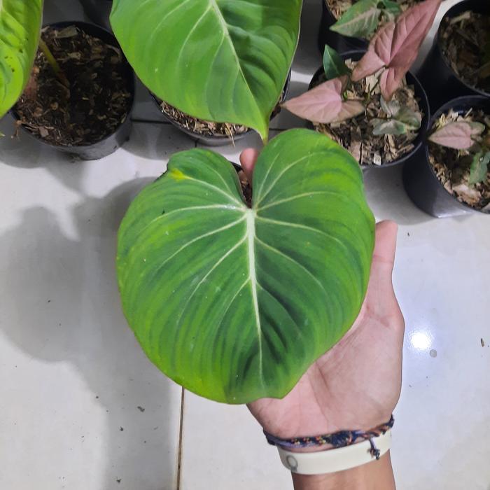 PHILODENDRON GLORIOSUM tanaman hias philo gloriosum