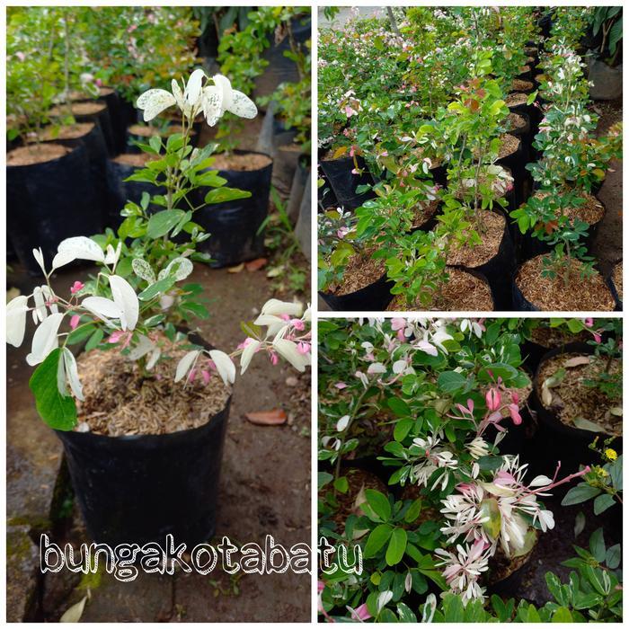 Tanaman Asem Belanda Kranji Bahan Bonsai