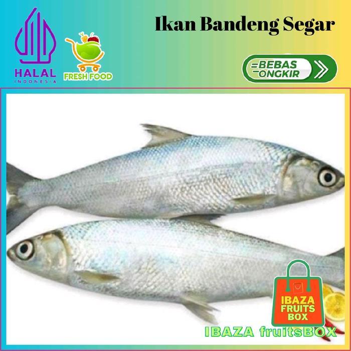 Ikan Bandeng Segar Seafood Ikan Air Tawar - Ikan Bandeng Segar Asli Semarang Fresh Fish Not Frozen