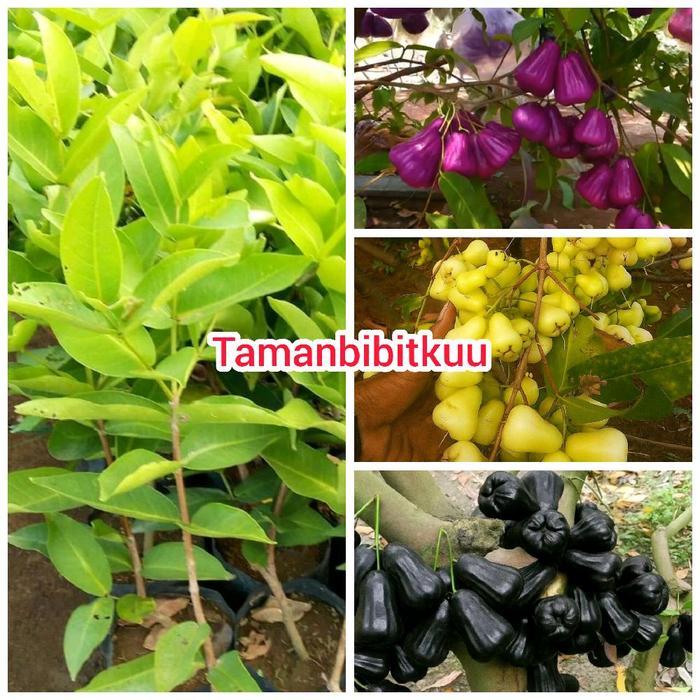 PROMO 3 Bibit Jambu Air Super ( Jambu Air Madu Kuning, Jambu Air Citra Ungu, Jambu Air Hitam Black