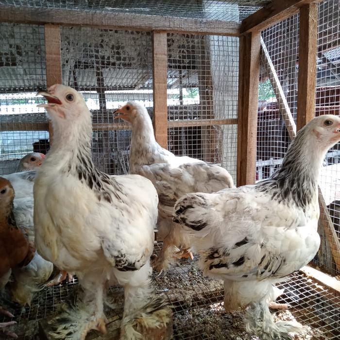 Ayam Brahma Import Original readyyy