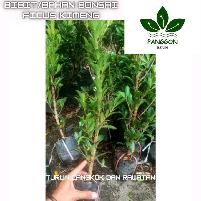 Bibit Bonsai Ficus Elegan Besar batang Se ukuran Pulpen