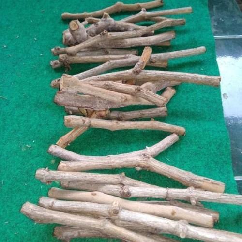 Koralineshop Cutting Atau Batang Bawah Anggur Rootstock