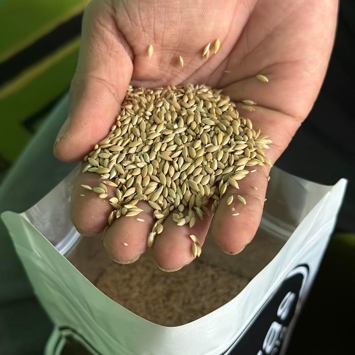 Benih rumput pakan ternak - bibit biji rumput pakan ternak signal