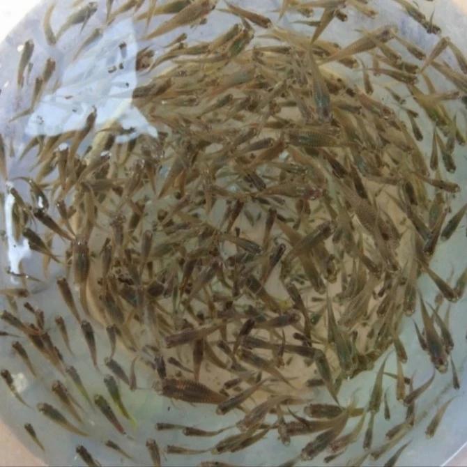 Pakan ikan predator cere hidup