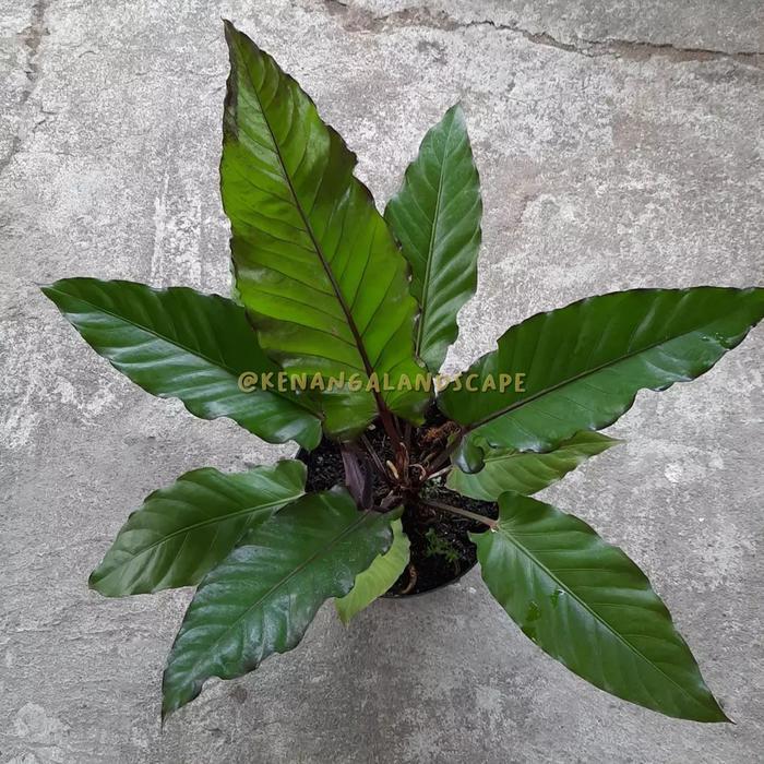 Tanaman hias Antorium black beauty - antorium black biuty - Anthurium black beauty