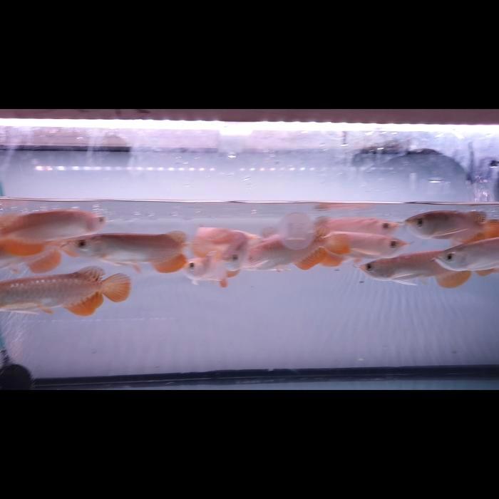 DISKON IKAN ARWANA GOLDEN RED